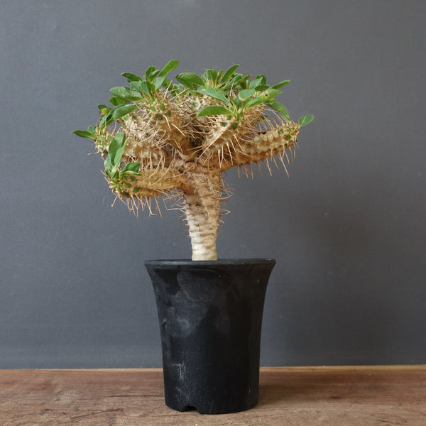 E.ギラウミニアナ (実生)  04