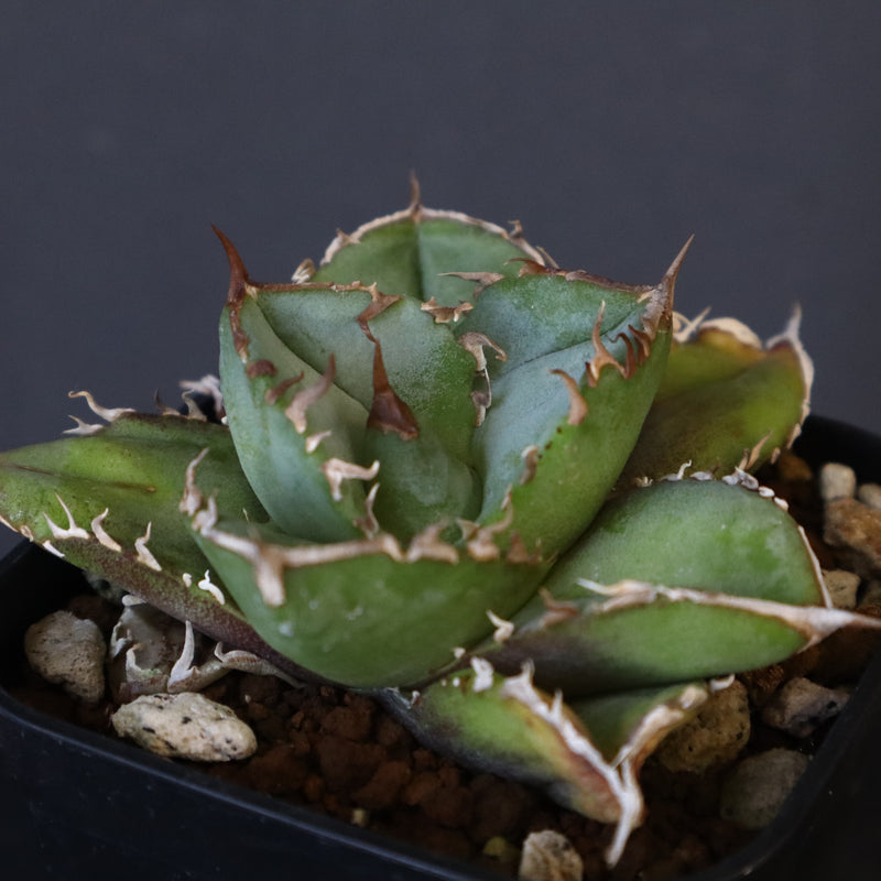 【DRAGON AGAVE】アガベ  CJ9   EC14
