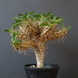 E.ギラウミニアナ (実生)  04