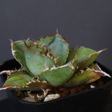 【DRAGON AGAVE】アガベ  CJ9   EC14