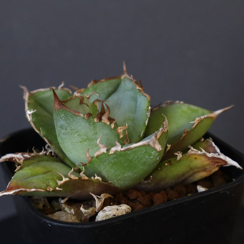 【DRAGON AGAVE】アガベ  CJ9   EC14