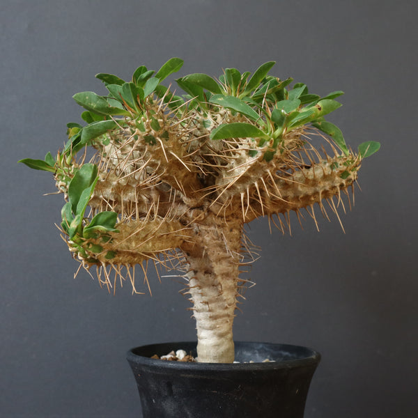 E.ギラウミニアナ (実生)  04