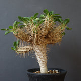 E.ギラウミニアナ (実生)  04