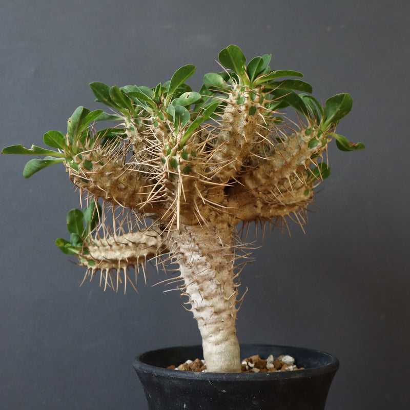 E.ギラウミニアナ (実生)  04