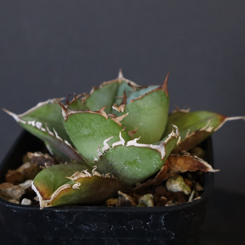 【DRAGON AGAVE】アガベ  CJ9   EC14