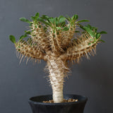 E.ギラウミニアナ (実生)  04