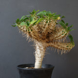 E.ギラウミニアナ (実生)  04