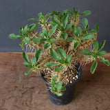 E.ギラウミニアナ (実生)  04