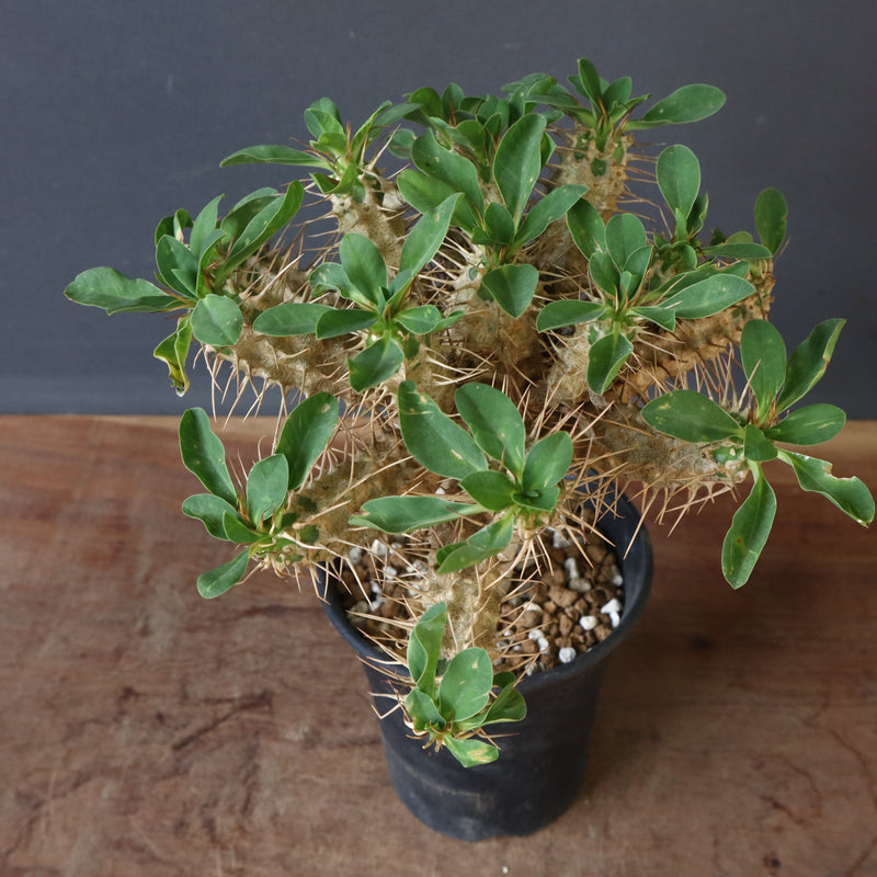 E.ギラウミニアナ (実生)  04