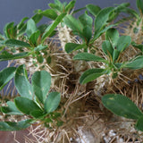 E.ギラウミニアナ (実生)  04