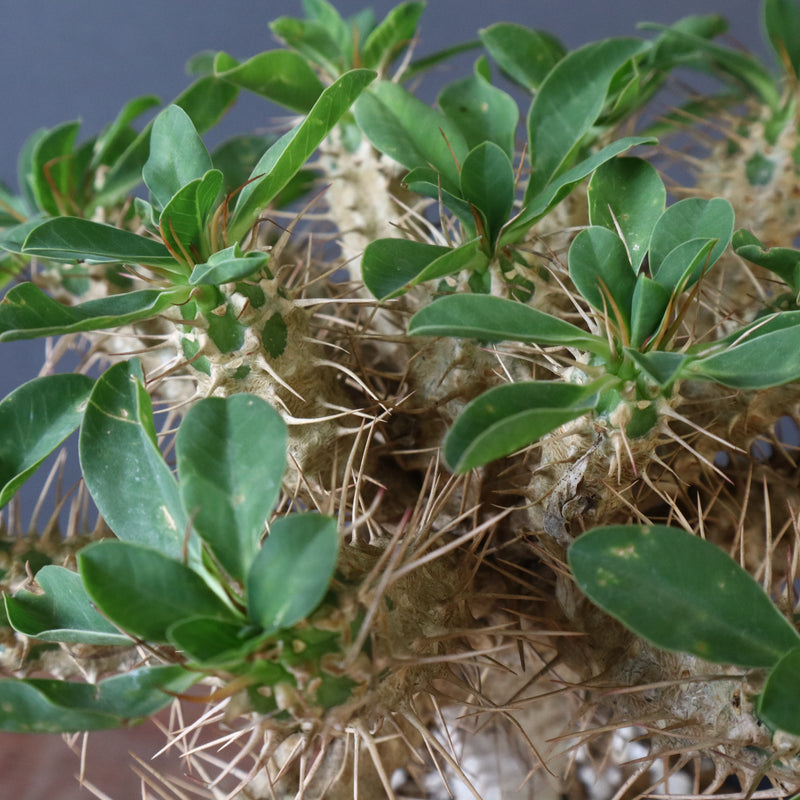 E.ギラウミニアナ (実生)  04