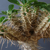 E.ギラウミニアナ (実生)  04