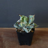 【DRAGON AGAVE】アガベ 藍球黄覆輪 EC8