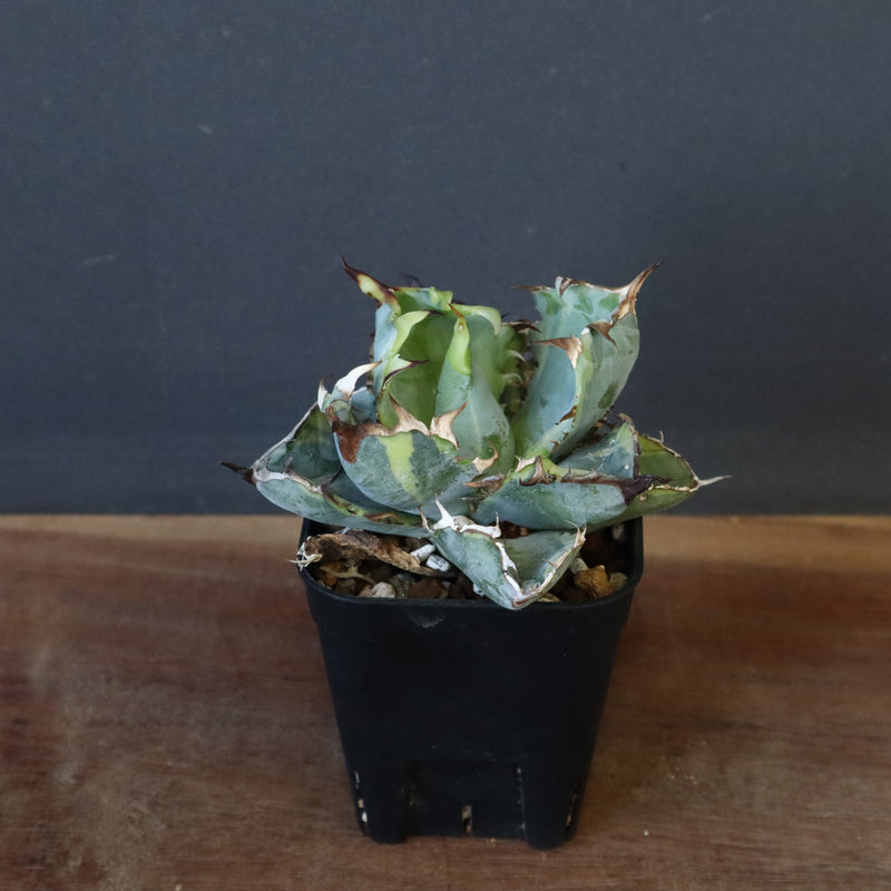 【DRAGON AGAVE】アガベ 藍球黄覆輪 EC8