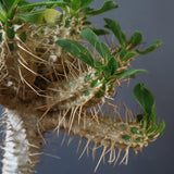 E.ギラウミニアナ (実生)  04