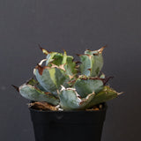 【DRAGON AGAVE】アガベ 藍球黄覆輪 EC8