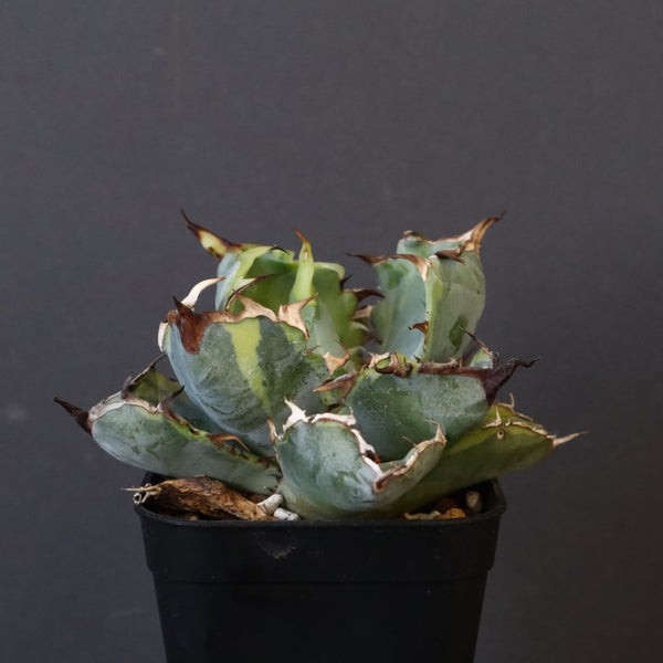 【DRAGON AGAVE】アガベ 藍球黄覆輪 EC8