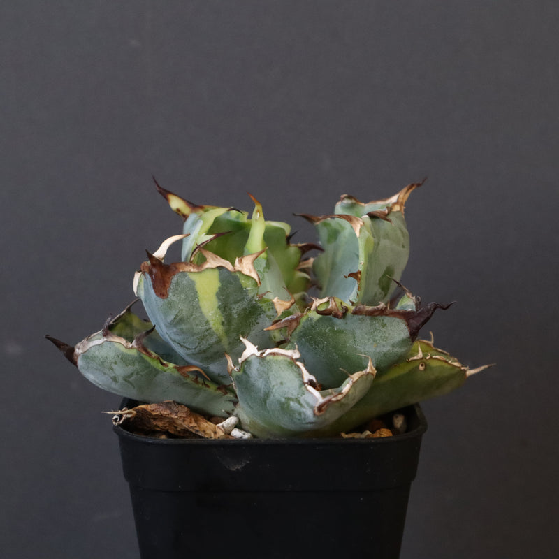 【DRAGON AGAVE】アガベ 藍球黄覆輪 EC8