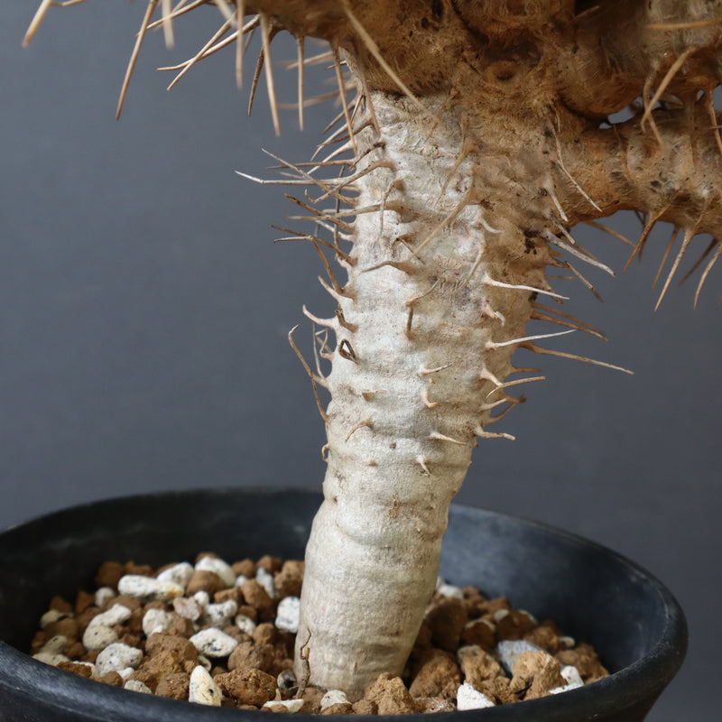 E.ギラウミニアナ (実生)  04