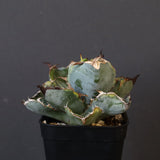 【DRAGON AGAVE】アガベ 藍球黄覆輪 EC8