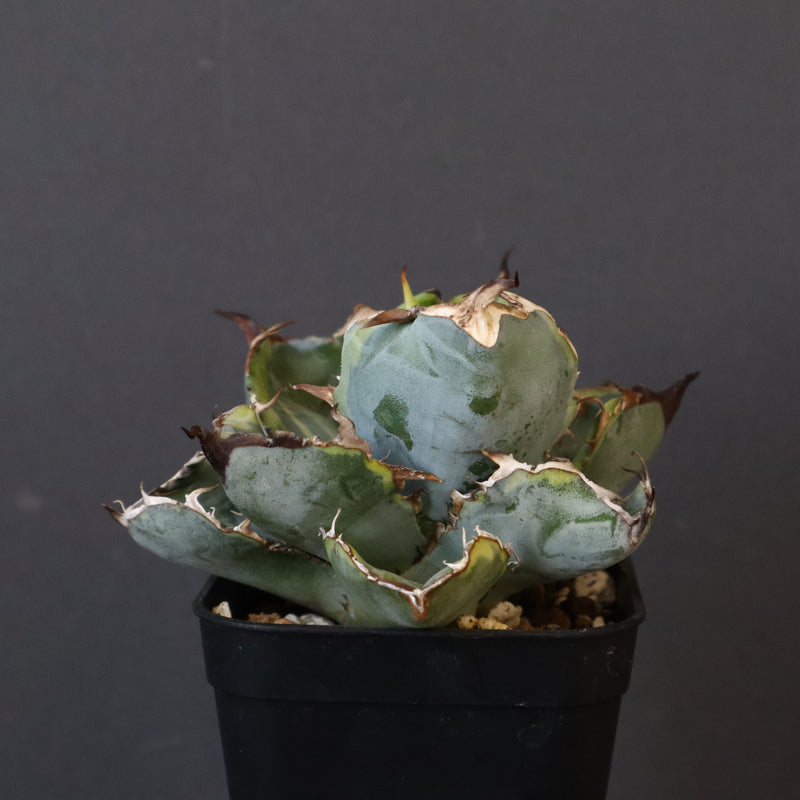 【DRAGON AGAVE】アガベ 藍球黄覆輪 EC8
