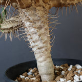 E.ギラウミニアナ (実生)  04