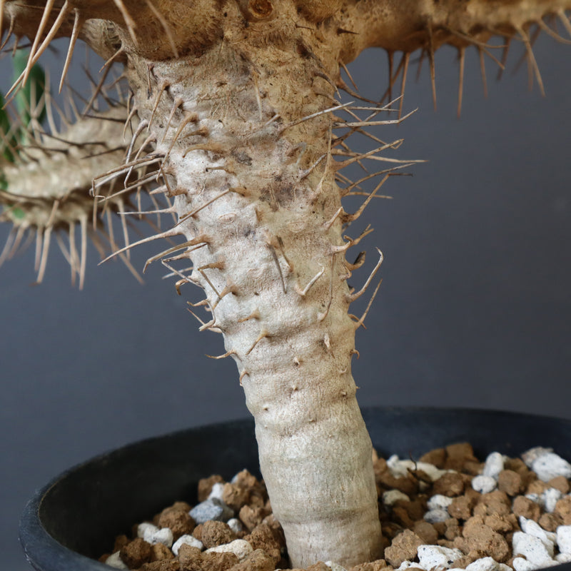 E.ギラウミニアナ (実生)  04