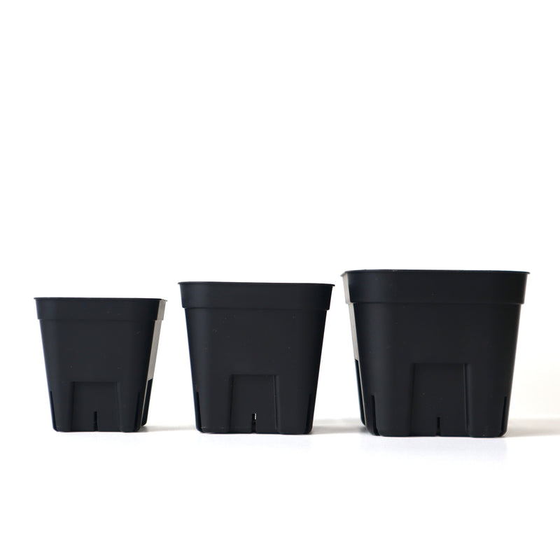 プレステラ 黒シリーズ – TaiShoDo ONLINE SHOP