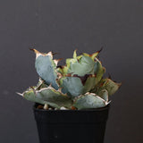 【DRAGON AGAVE】アガベ 藍球黄覆輪 EC8