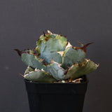 【DRAGON AGAVE】アガベ 藍球黄覆輪 EC8