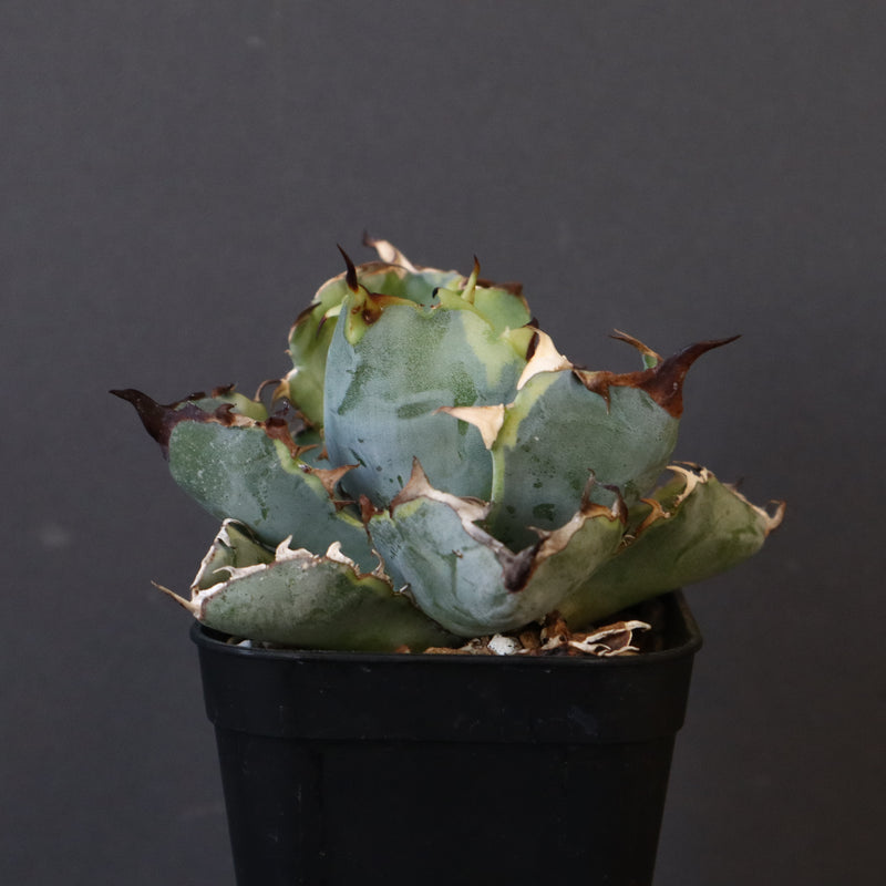 【DRAGON AGAVE】アガベ 藍球黄覆輪 EC8