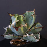 【DRAGON AGAVE】アガベ 藍球黄覆輪 EC8