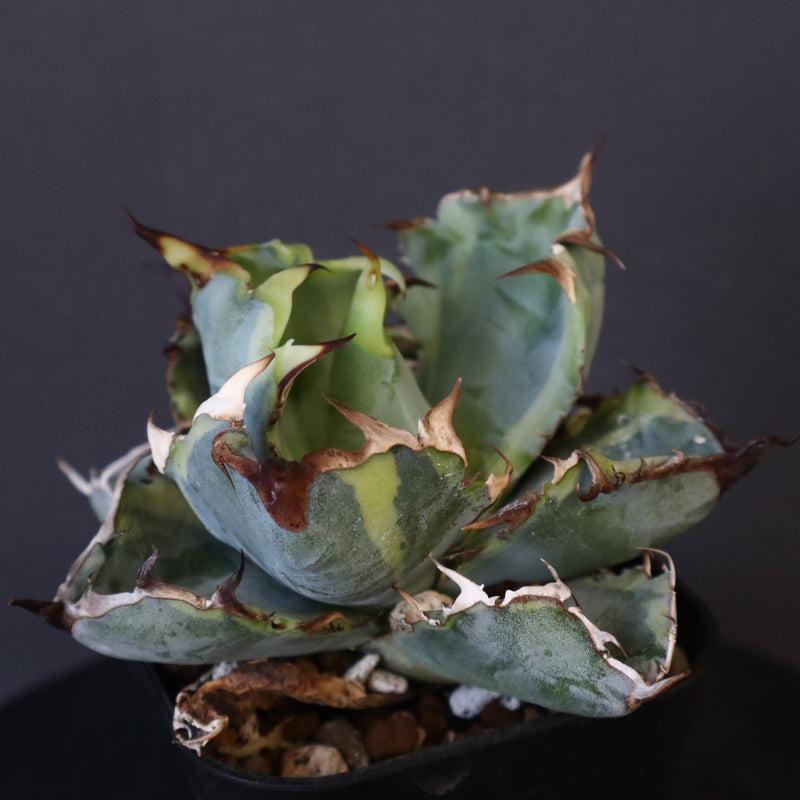 【DRAGON AGAVE】アガベ 藍球黄覆輪 EC8