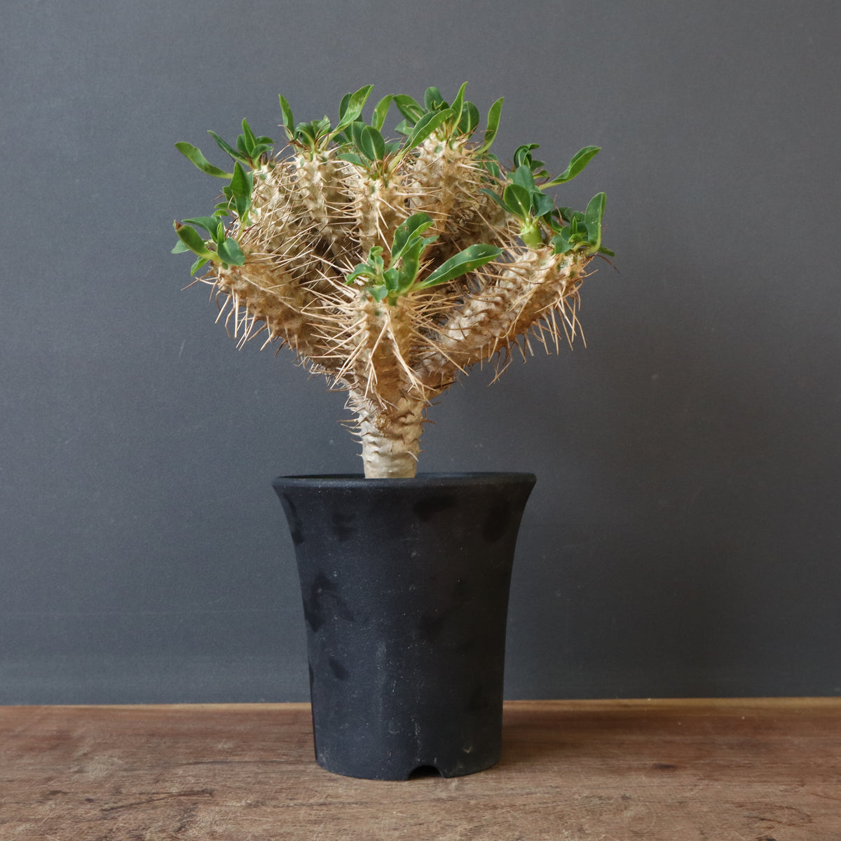 ユーフォルビア – TaiShoDo ONLINE SHOP