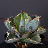 【DRAGON AGAVE】アガベ 藍球黄覆輪 EC8
