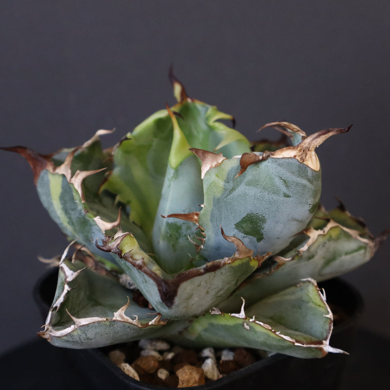 【DRAGON AGAVE】アガベ 藍球黄覆輪 EC8
