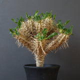 E.ギラウミニアナ (実生)  08