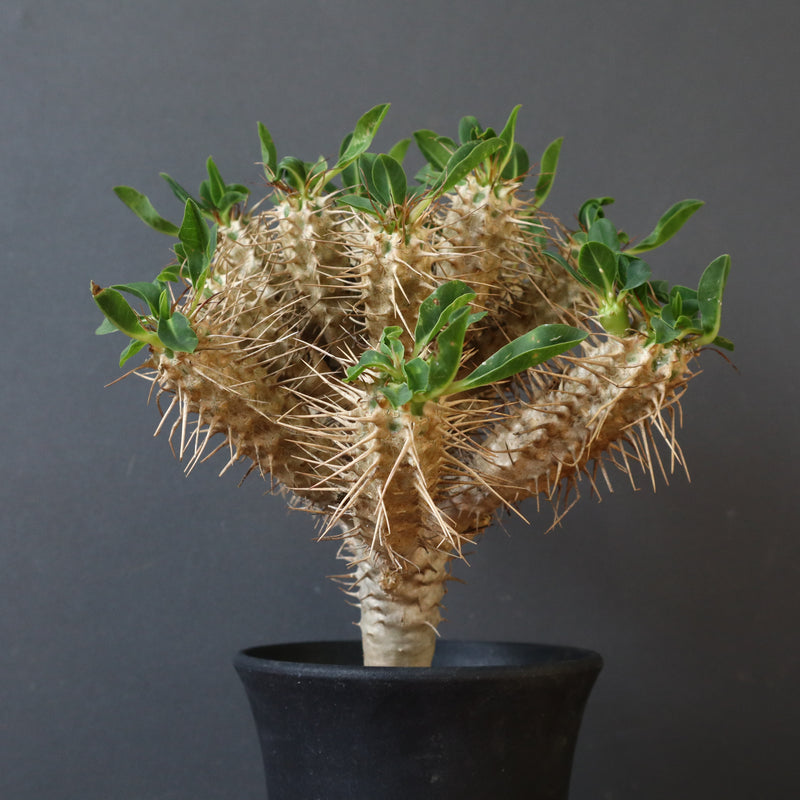 E.ギラウミニアナ (実生)  08