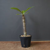 P.バロニー (実生) 17