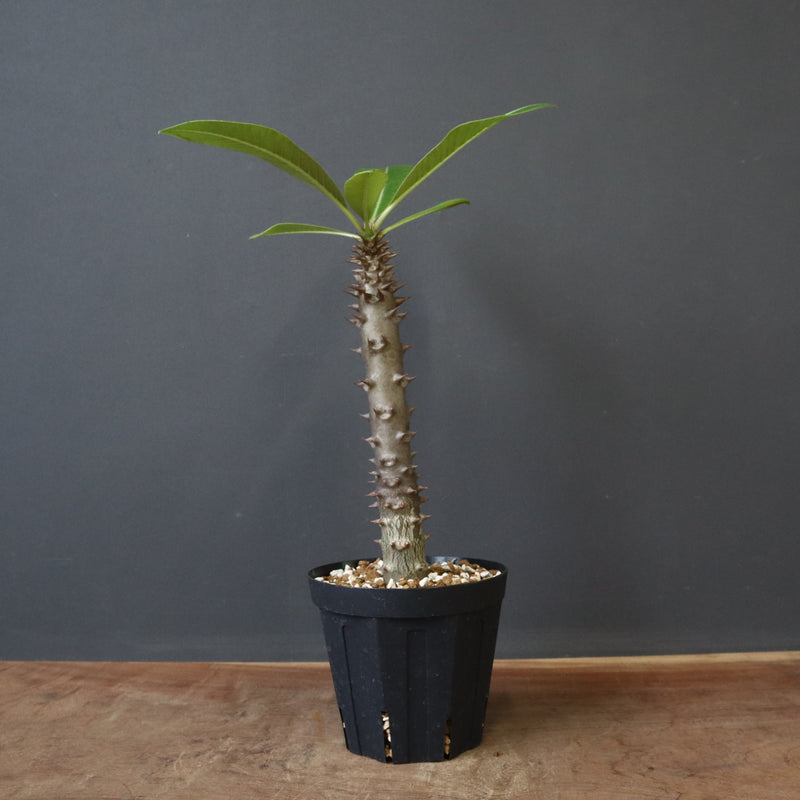 P.バロニー (実生) 17