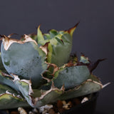 【DRAGON AGAVE】アガベ 藍球黄覆輪 EC8