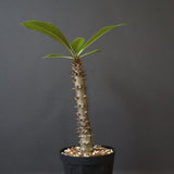 P.バロニー (実生) 17