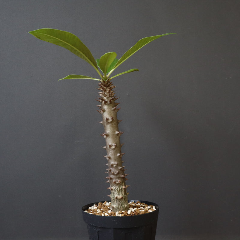 P.バロニー (実生) 17