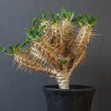 E.ギラウミニアナ (実生)  08