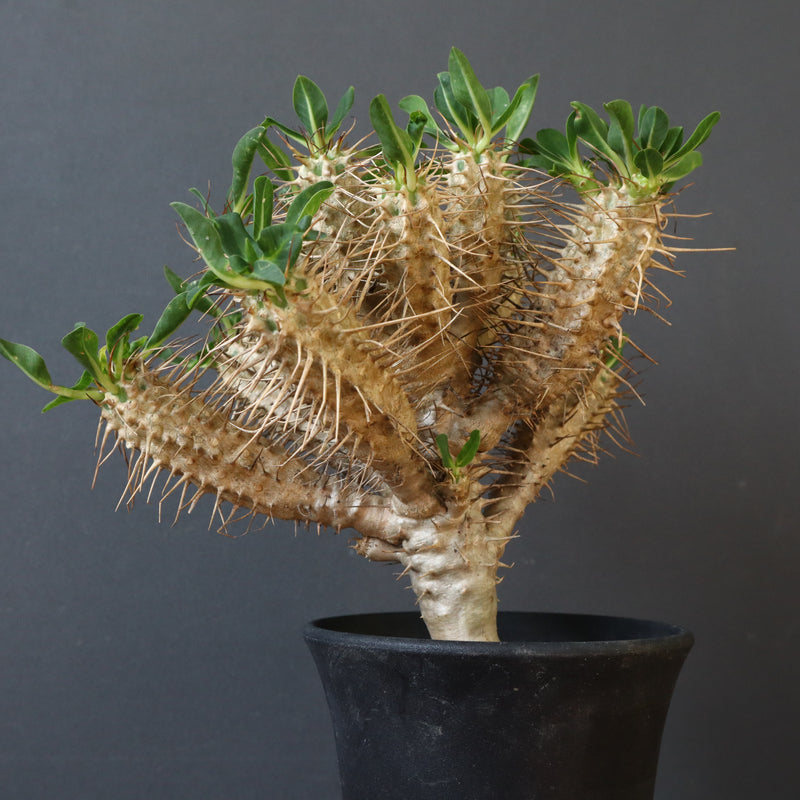 E.ギラウミニアナ (実生)  08