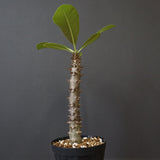 P.バロニー (実生) 17