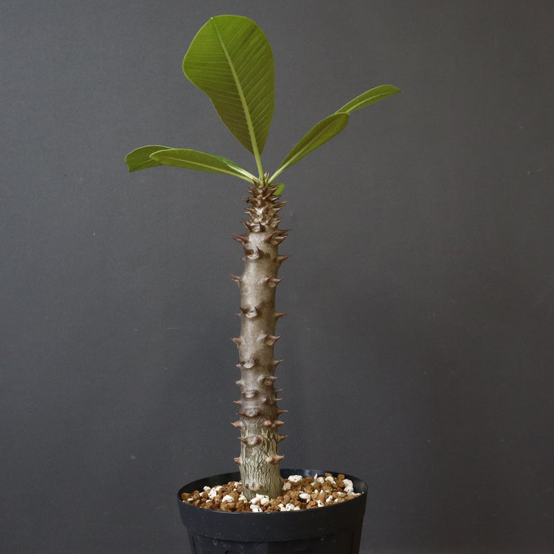 P.バロニー (実生) 17