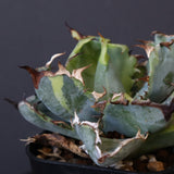 【DRAGON AGAVE】アガベ 藍球黄覆輪 EC8