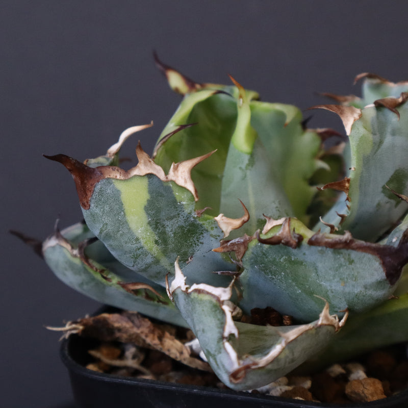 【DRAGON AGAVE】アガベ 藍球黄覆輪 EC8
