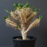 E.ギラウミニアナ (実生)  08